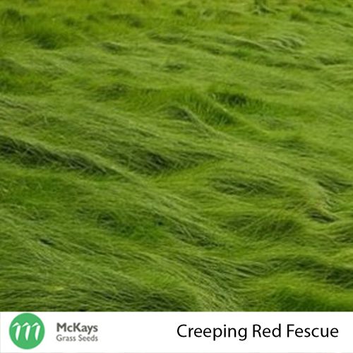 Creeping Red Fescue Seed