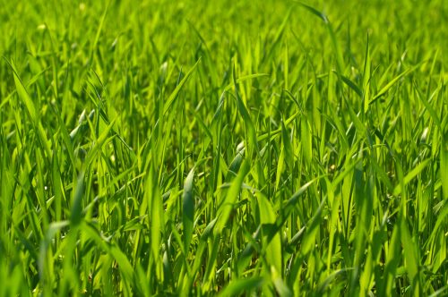Pasture Annual Ryegrass Seed