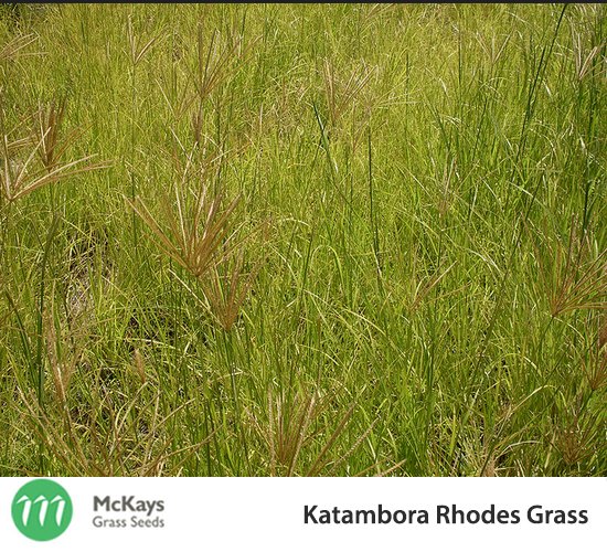 Katambora Rhodes Grass