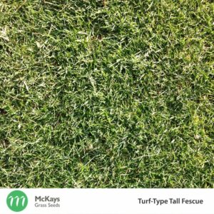 Turf-Type Fescue Grass Seed