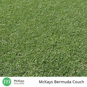bermuda couch pure grass seed