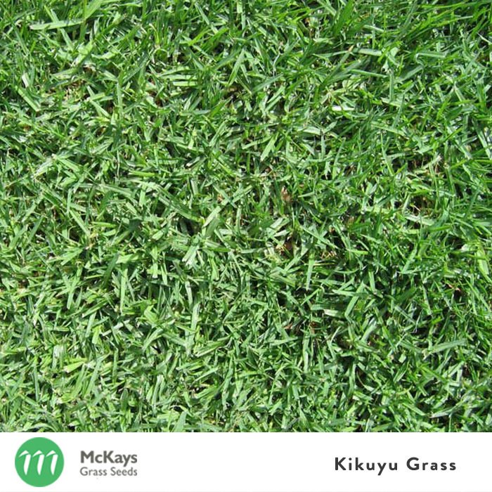 kikuyu pure grass seed