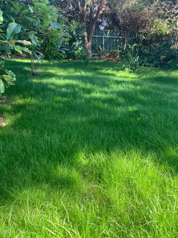 Mckays Elite Backyard Blend customer lawn image
