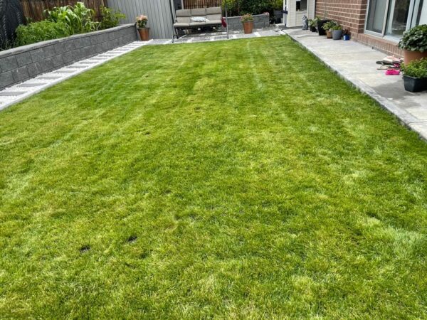 Mckays Elite Backyard Blend customer lawn image