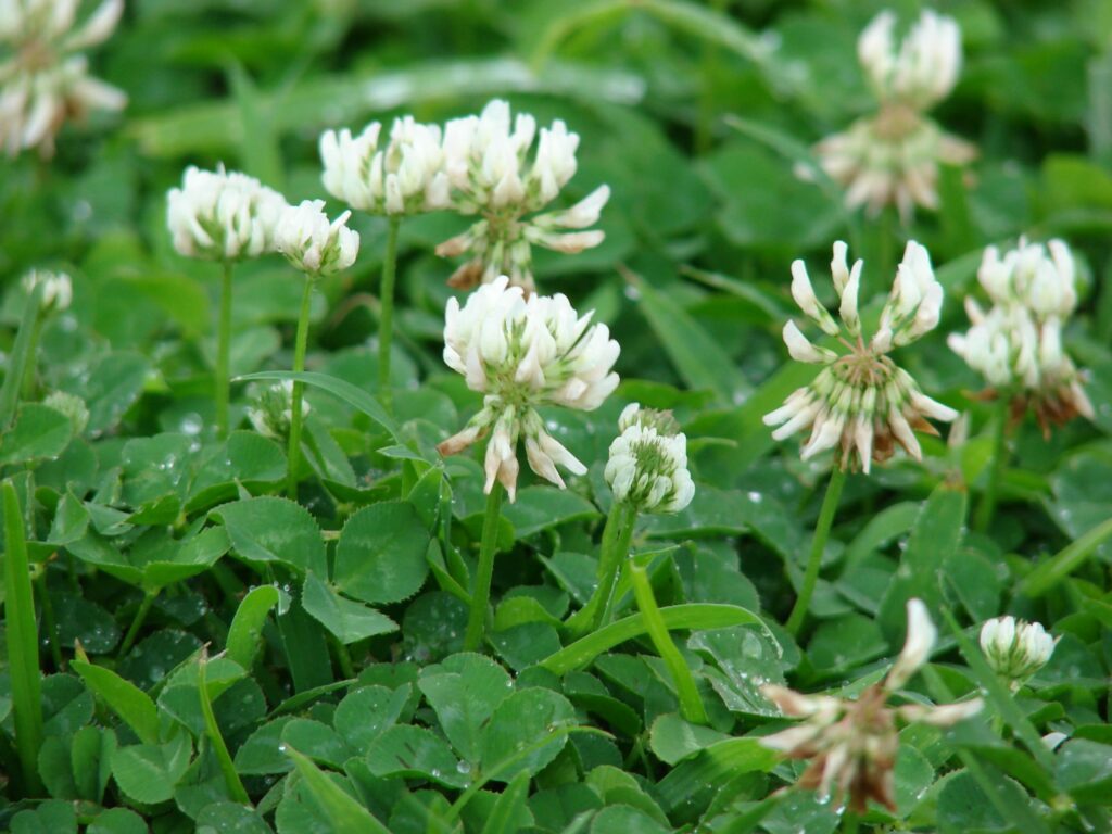 beautiful looking white clover