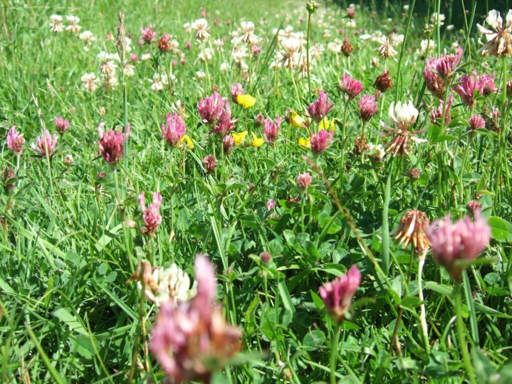 red clover and white clover