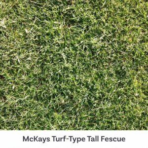 Close-up of lawn grown with McKays Turf-type Tall Fescue grass seed.